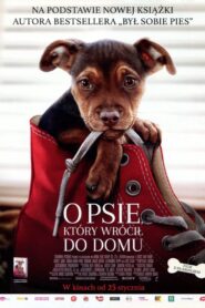 O psie, który wrócił do domu Cały Film