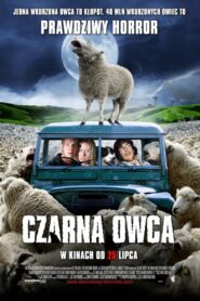 Czarna owca Cały Film